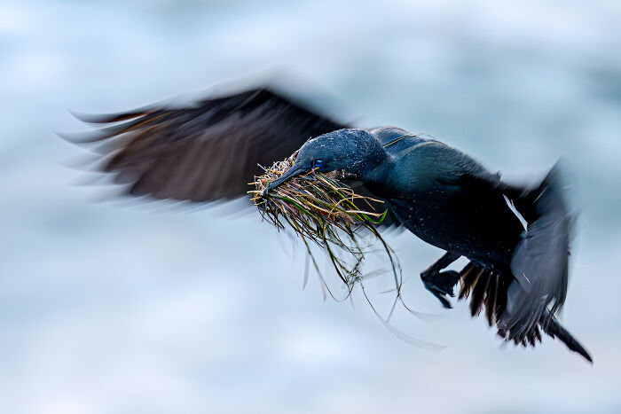 Dark bird with a blue head flying with nesting material in its beak against a soft blue background, an Audubon Photography Awards winner.