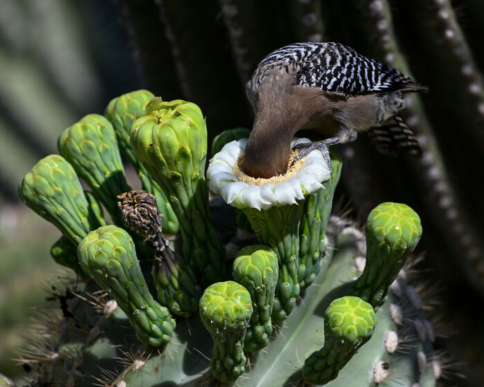A Gila Woodpecker sips nectar from a saguaro cactus flower, an Audubon Photography Awards winner.