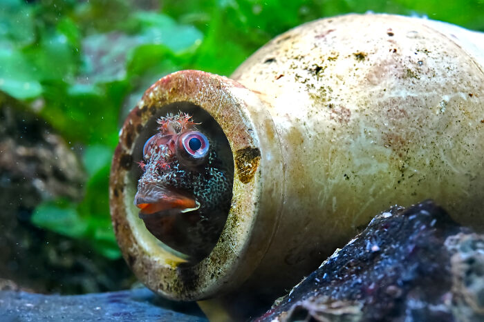 A blenny fish peeking from a ceramic pot, a moment captured for animal conservation efforts.