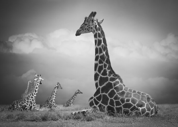 Several giraffes resting in a field under a cloudy sky, featured in amazing wildlife photos by Björn Persson.
