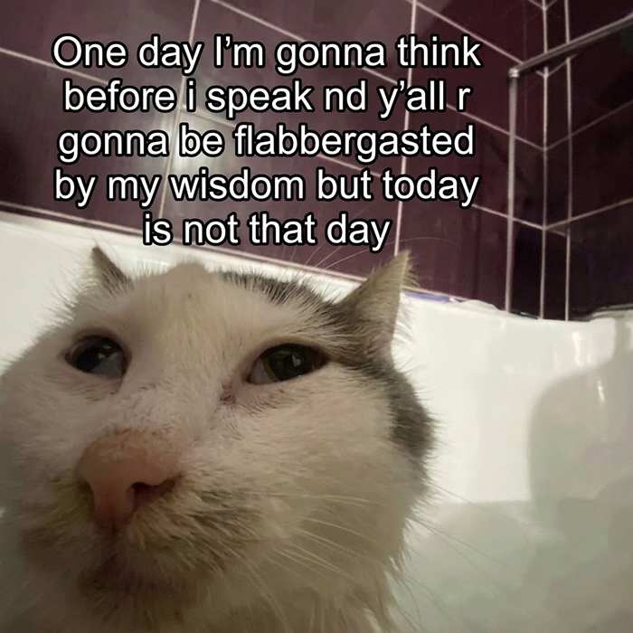 A wet cat meme in a bathtub with text One day Im gonna think before I speak and youll be flabbergasted.