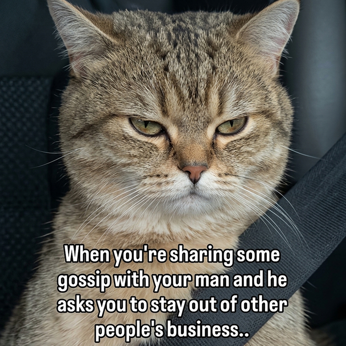 A tabby cat meme looking annoyed with text 'When you're sharing some gossip with your man and he asks you to stay out of other people's business..'.