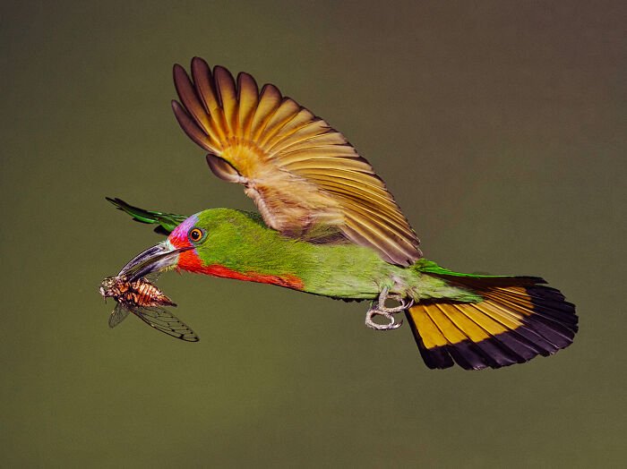 Red-Bearded Bee-Eater By Graeme Guy