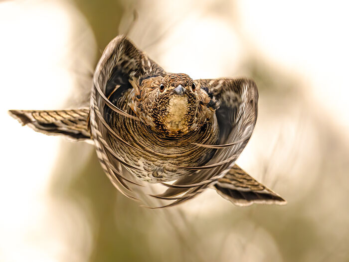 Things With Wings, Runner-Up: Hugues De Millville
