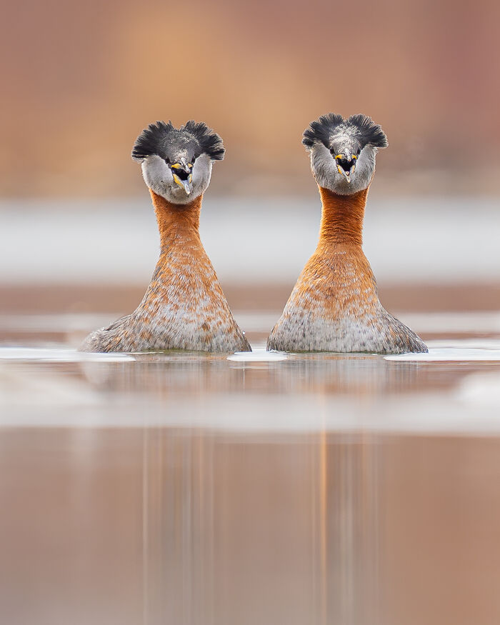 Aquatic Life, Runner-Up: Yagnesh Mangukiya