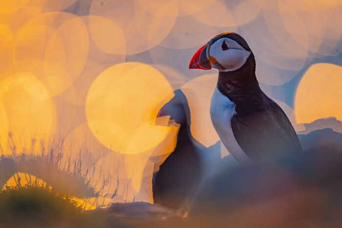 Silver, Best Portrait: Sunset Puffin By Volker Widmann