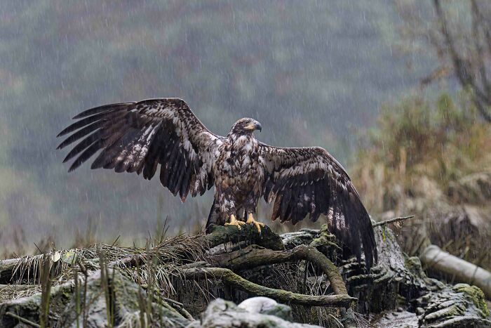 Silver, Bird Behaviour: Spread Eagle By Mark Carwardine