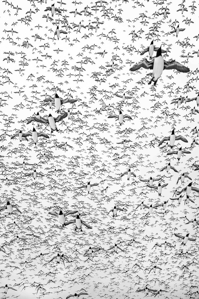 Silver, Birds In Flight: Patterns By Alex Pansier