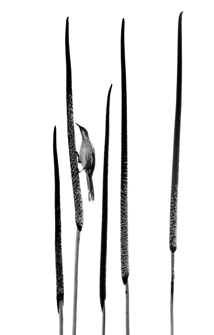 Silver, Black And White: Grass Tree By Raoul Slater