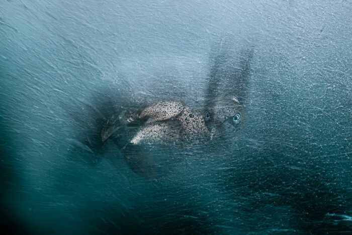 Silver, Creative Perspectives: Turbulence By Henley Spiers