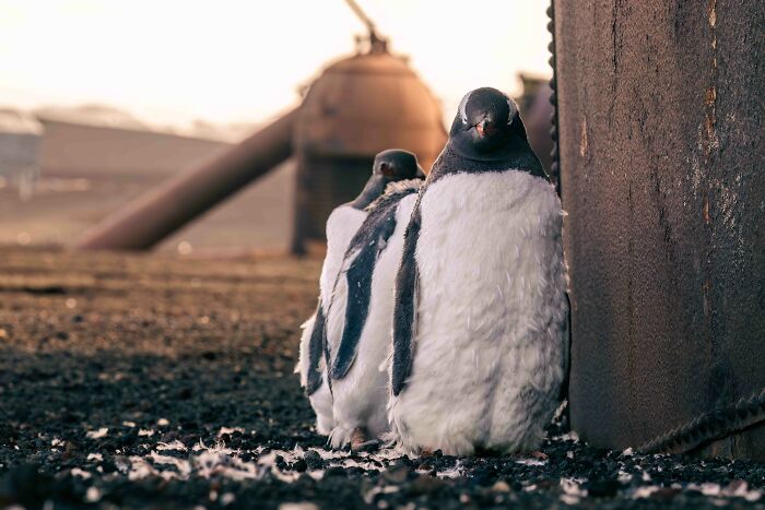 Silver, Urban Birds: Deception’s Hope By Romain Barats