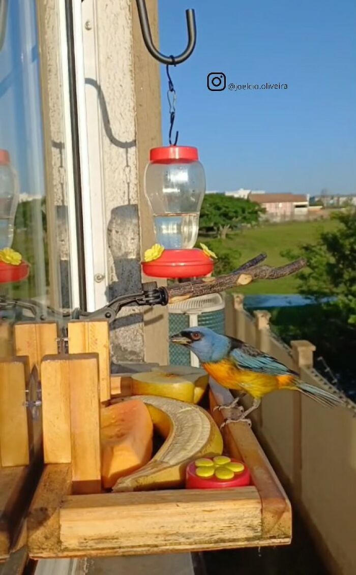 A colorful bird perches on a window bird restaurant, enjoying fruit. This bird restaurant provides food and shelter to the birds.