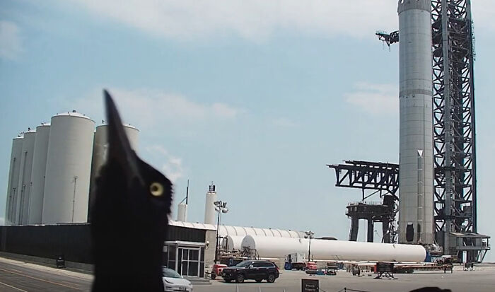 A black bird photobombing a rocket launch site, illustrating adorable animals on the payroll