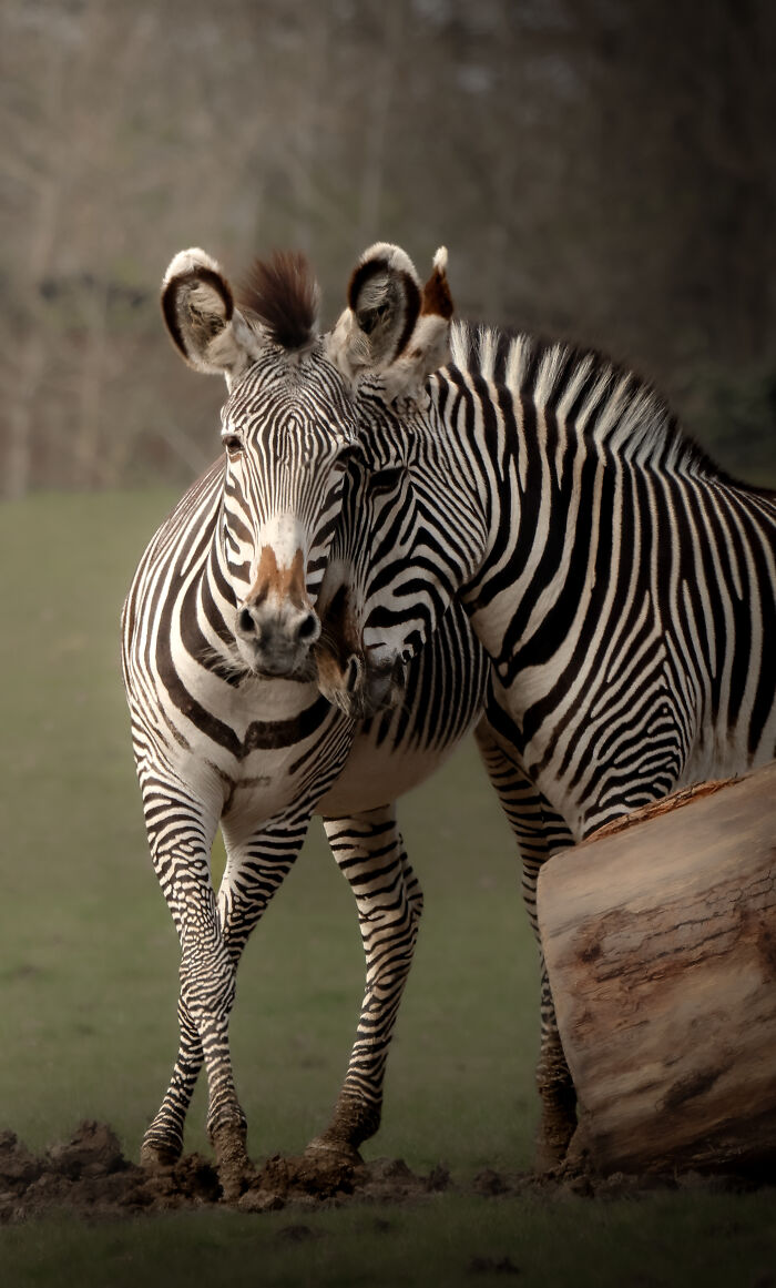 Two zebras standing close, a winning photo from the BIAZA Photo Competition 2026, celebrating animal conservation in zoos.