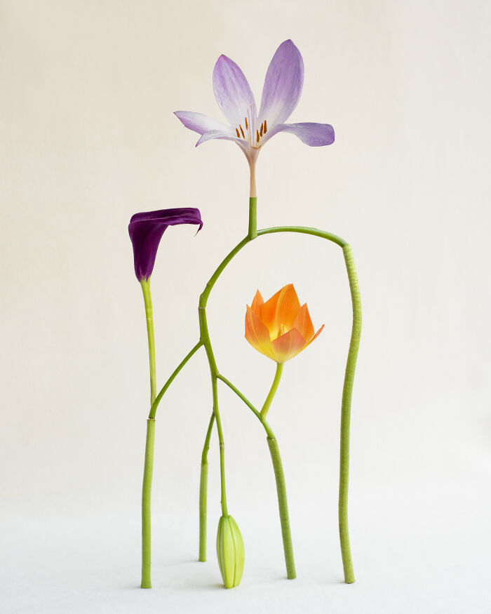 Jennifer Latour's photography displays intricate flower compositions of a purple crocus, violet calla lily, and orange tulip.