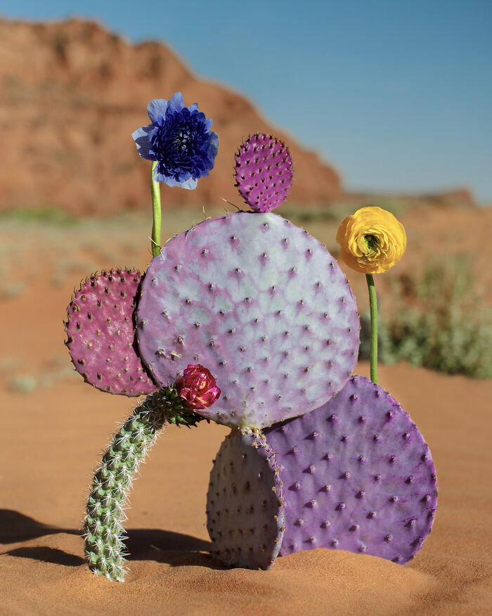 Jennifer Latour's photography presents intricate flower compositions of purple cactus with blue and yellow flowers in a desert landscape.