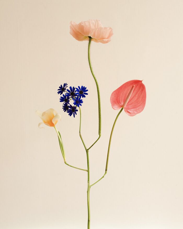Jennifer Latour's photography showcases intricate flower compositions of a pink poppy, blue thistles, yellow flower, and red anthurium.
