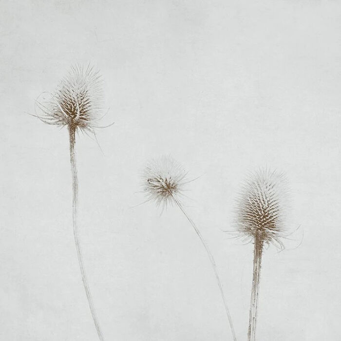 Summer Breeze Selenium