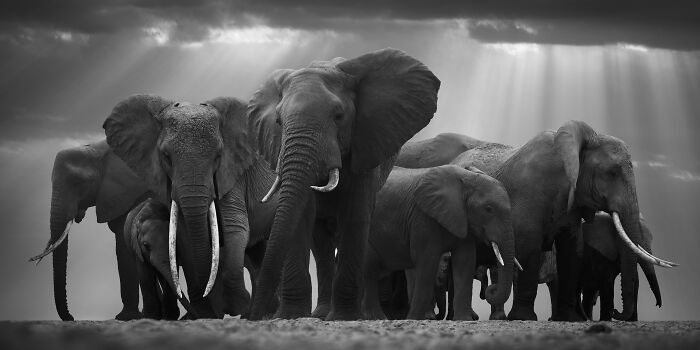 A herd of elephants, including calves, standing together under a dramatic sky in striking wildlife photos by Björn Persson.