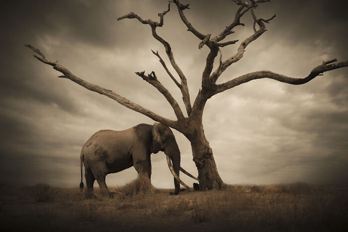 Wildlife photos by Björn Persson: an elephant standing by a bare tree against a cloudy sky, depicting the natural world.