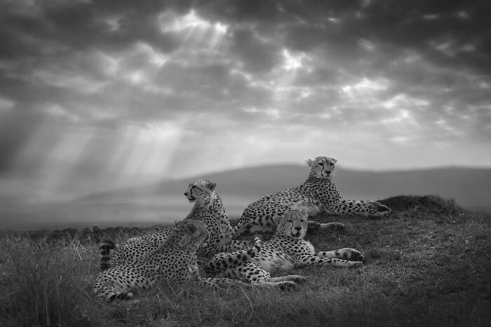 Wildlife photos by Björn Persson: four cheetahs resting on a small hill under dramatic skies, capturing the natural world.