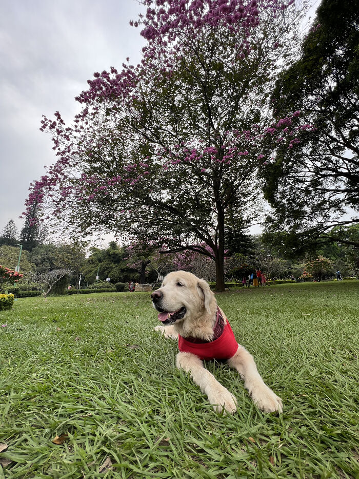 A dog in a red shirt relaxing in a park under a blooming tree, reflecting on pet owners support. A dog in a red shirt relaxing in a park under a blooming tree, reflecting on pet owners support.