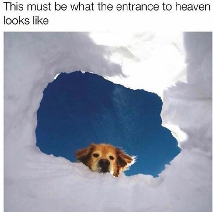 A dog meme of a golden retriever peeking through a hole in the snow, with a bright blue sky behind it, portraying cuteness.