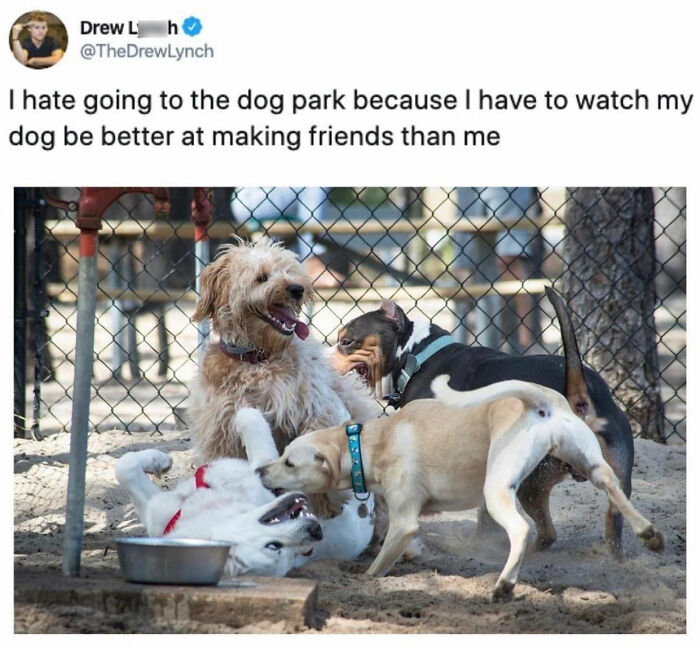 A dog meme showing multiple dogs playing happily at a dog park, capturing the chaos of having a dog.