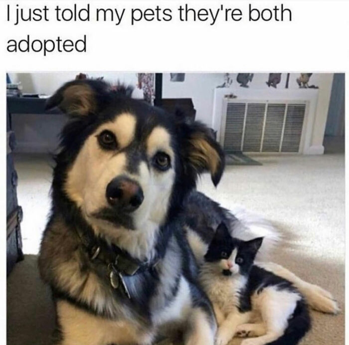 A dog meme featuring a husky-mix dog and a black and white cat, both looking surprised after being told they are adopted.