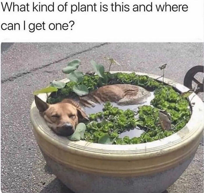A dog meme with a dog relaxing in a planter with water plants, caption asks, 'What kind of plant is this?'
