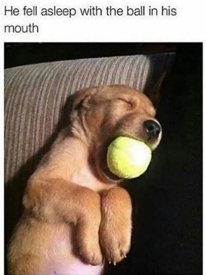 A sweet dog meme of a sleeping puppy with a tennis ball in its mouth, showcasing dog cuteness.