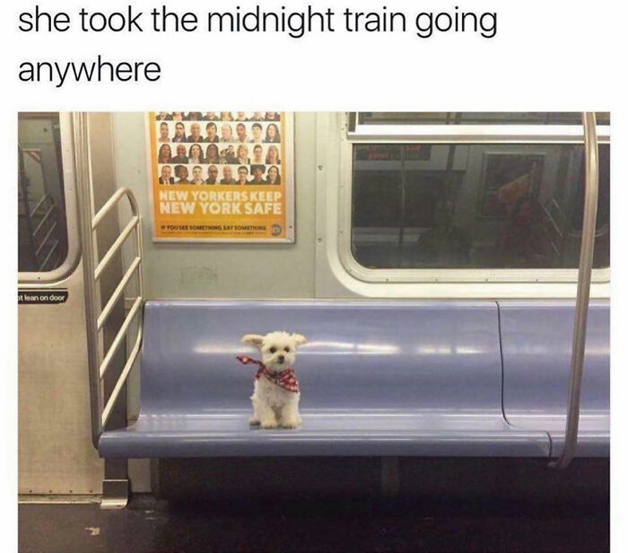 Dog memes: A small dog sits alone on a subway seat.