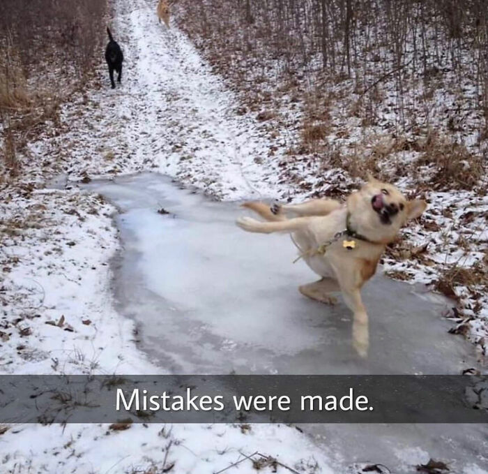Dog memes: A dog hilariously slips on an icy path in the snow.