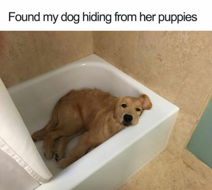 Dog memes: A golden retriever dog is comically hiding in a bathtub.