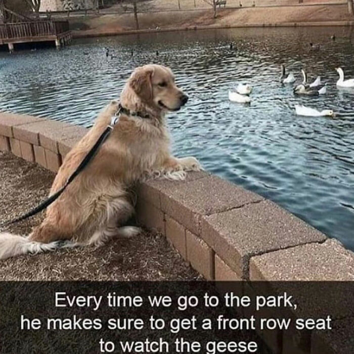 Dog memes: A dog watches geese from a brick wall by a pond at the park.