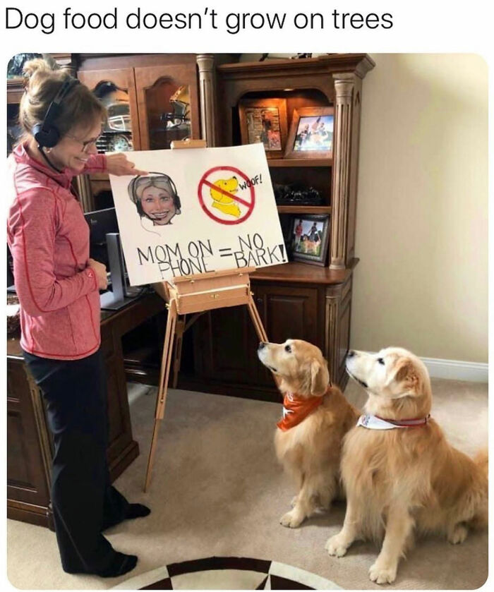 Dog memes: A woman shows two dogs a sign about quiet time, a funny dog meme.