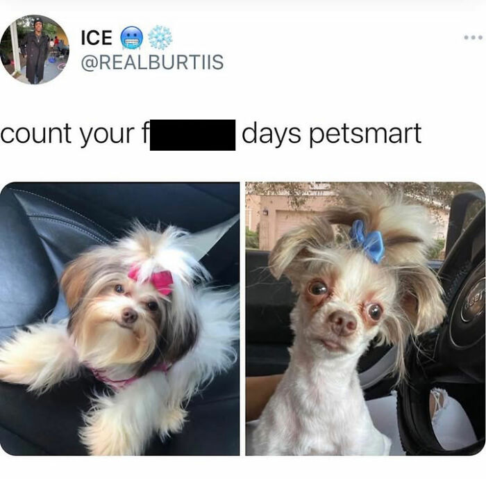Two dog memes side-by-side, one cute and fluffy, the other disheveled, illustrating dog cuteness and chaos.