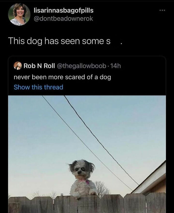 A small dog meme peering over a fence, looking startled, perfectly capturing dog cuteness and chaos.