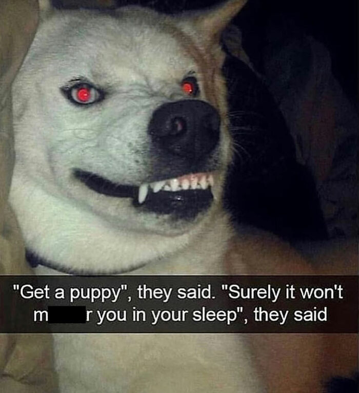 A hilarious dog meme of a white dog with glowing red eyes and bared fangs, capturing dog chaos.