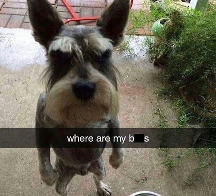 A funny dog meme showing a schnauzer looking confused with text that says 'where are my b***s'.