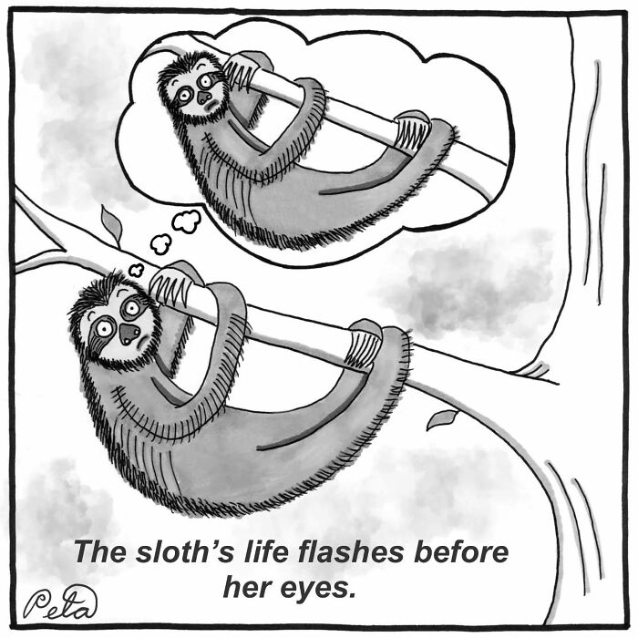 Sloth’s life flashes before her eyes comic showing a sloth on a tree branch