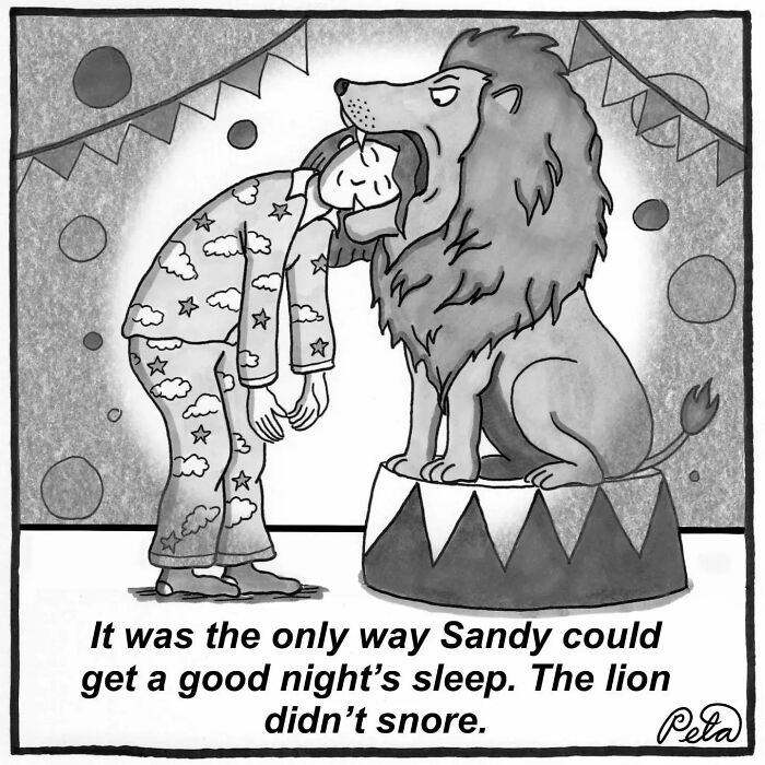 Single-panel comic of a person sleeping peacefully with a lion in a circus setting for good sleep