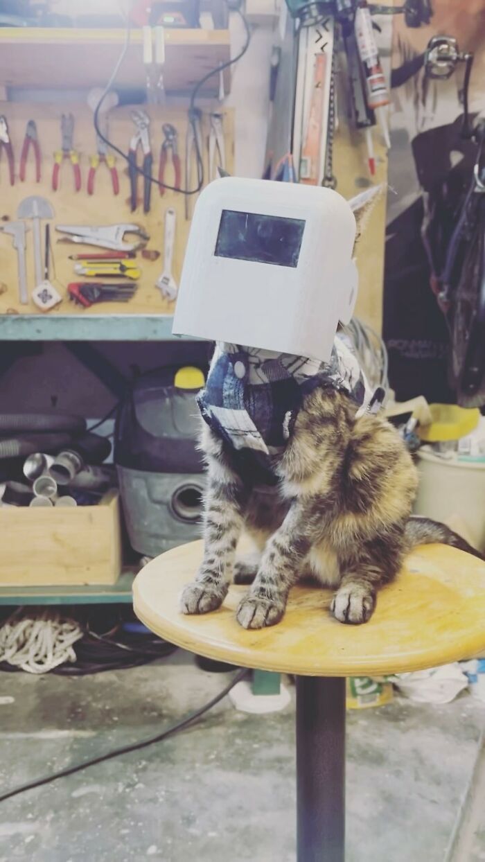 Owner brings cat everywhere for crazy adventures, a cat wearing a welding mask in a workshop.