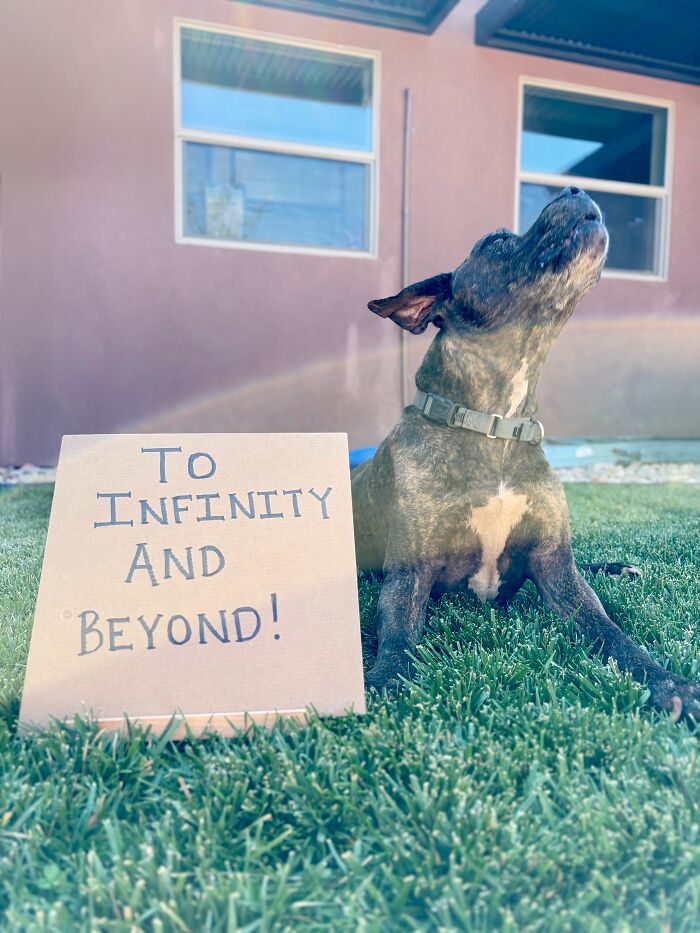 Dog with sign: a dog with its head tilted back, next to a cardboard sign that says To infinity and beyond!