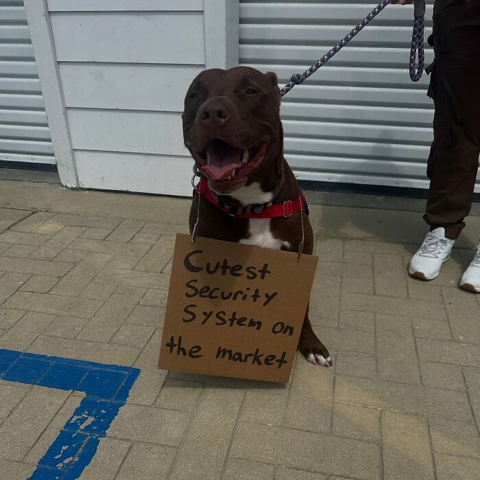 Dog with sign: a smiling brown pup sitting with a cardboard sign that says Cutest Security System on the market.