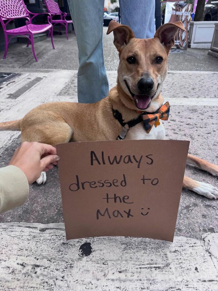 Dog with sign: a happy pup wearing a bowtie next to a cardboard sign about being dressed to the max.
