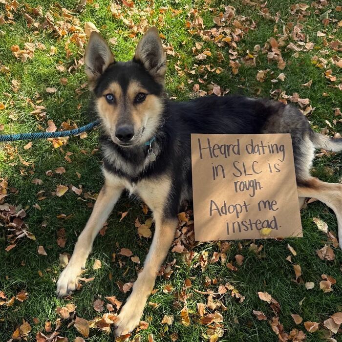 Dog with sign: a cute pup lying on grass with a cardboard sign that says Adopt me instead.