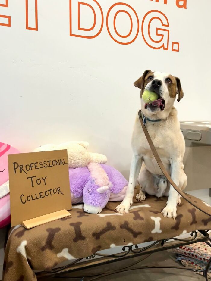 A large dog with sign, Professional Toy Collector, holding a tennis ball, sitting next to stuffed toys.