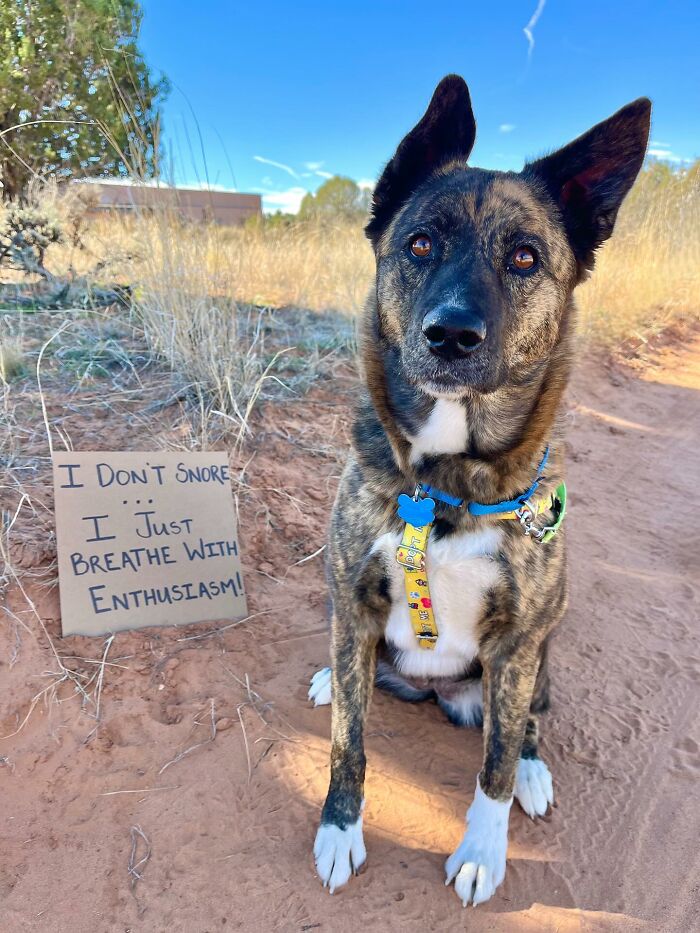A brindle dog with sign, I Dont Snore I Just Breathe With Enthusiasm!, sitting on a sandy path.