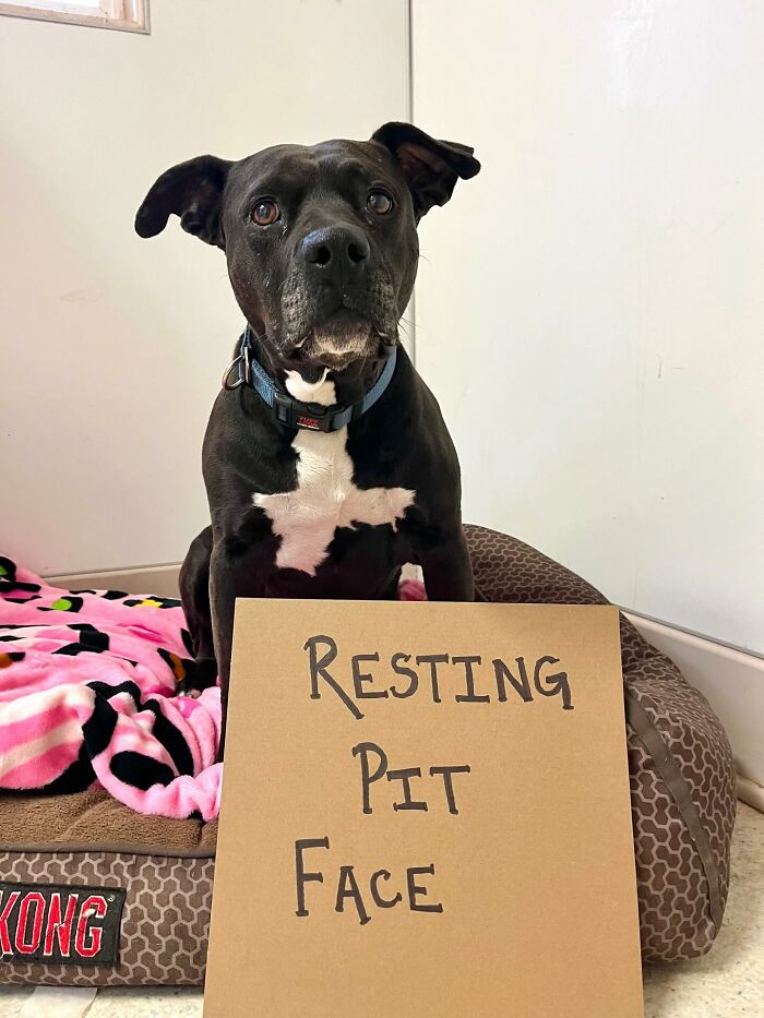 A black dog with sign: Resting Pit Face, a cardboard message highlighting adoptable pups.